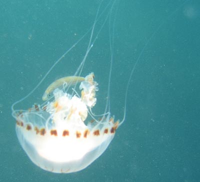 jellyfish with a small fish